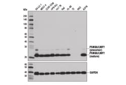 Cell Signaling Technology&nbsp;PSMB8/LMP7 1A5 Mouse mAb 100