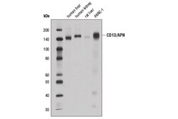 Cell Signaling Technology&nbsp;CD13/APN E1Y7U Rabbit mAb 10