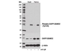 Cell Signaling Technology&nbsp;Phospho-DAPP1/BAM32 Tyr139