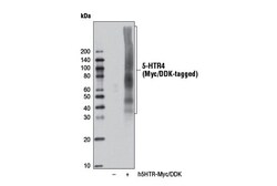 Cell Signaling Technology&nbsp;5-HTR4 D8O5K Rabbit mAb 100