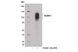 Cell Signaling Technology&nbsp;VCAM-1 E1E8X Rabbit mAb 100