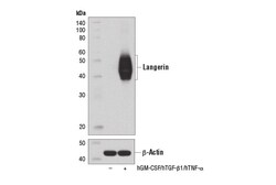 Cell Signaling Technology&nbsp;Langerin D9H7R XPR Rabbit