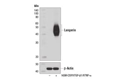 Cell Signaling Technology&nbsp;Langerin D9H7R XPR Rabbit