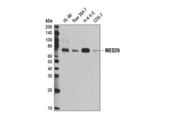Cell Signaling Technology&nbsp;MED26 Antibody 100 ul