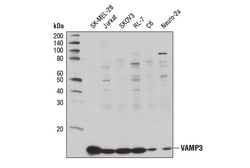 Cell Signaling Technology&nbsp;VAMP3 Antibody 100 ul