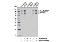 Cell Signaling Technology&nbsp;Phospho-GKAP Ser346 Antibody