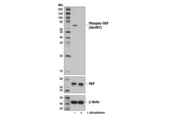 Cell Signaling Technology&nbsp;Phospho-YAP Ser397 D1E7Y R