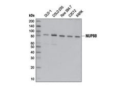 Cell Signaling Technology&nbsp;NUP88 D7U4O Rabbit mAb 100 u