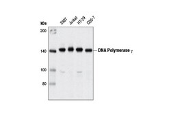 Cell Signaling Technology&nbsp;DNA Polymerase gamma D1Y6R R