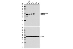 Cell Signaling Technology&nbsp;Phospho-TTF-1 Ser327 Antibod