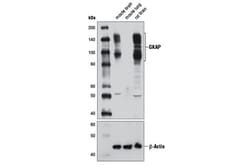 Cell Signaling Technology&nbsp;GKAP Antibody 100 ul