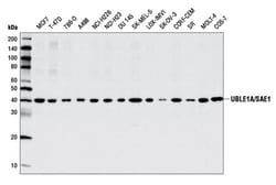 Cell Signaling Technology&nbsp;UBLE1A/SAE1 Antibody 100 ul