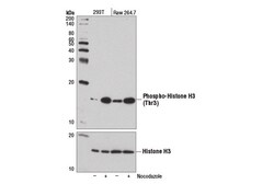 Cell Signaling Technology&nbsp;Phospho-Histone H3 Thr3 D5G