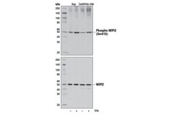 Cell Signaling Technology&nbsp;Phospho-WIPI2 Ser413 Antibod