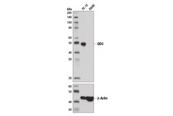 Cell Signaling Technology&nbsp;DDC D6N8N Rabbit mAb 100 ul