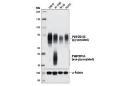 Cell Signaling Technology&nbsp;PVR/CD155 D3G7H Rabbit mAb 1