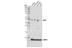 Cell Signaling Technology&nbsp;DAX1 D2F1 Rabbit mAb 100 ul