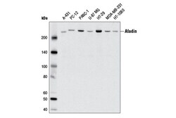 Cell Signaling Technology&nbsp;Afadin D1Y3Z Rabbit mAb 100