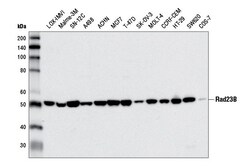 Cell Signaling Technology&nbsp;Rad23B D4W7F Rabbit mAb 100