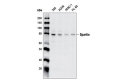 Cell Signaling Technology&nbsp;Spartin Antibody 100 ul