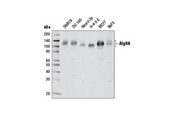 Cell Signaling Technology&nbsp;Atg9A D4O9D Rabbit mAb 100 u