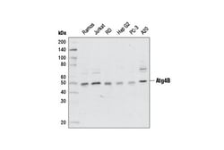 Cell Signaling Technology&nbsp;Atg4B D1G2R Rabbit mAb 100 u
