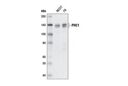 Cell Signaling Technology&nbsp;PHC1 Antibody 100 ul