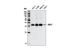 Cell Signaling Technology&nbsp;PACT D9N6J Rabbit mAb 100 ul