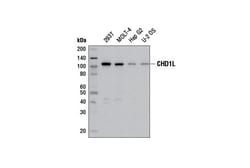Cell Signaling Technology&nbsp;CHD1L E1I8C Rabbit mAb 100 u