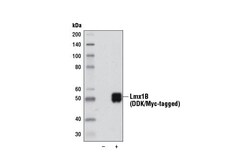 Cell Signaling Technology&nbsp;Lmx1B D1E2 Rabbit mAb 100 ul