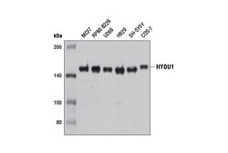 Cell Signaling Technology&nbsp;HYOU1 Antibody 100 ul