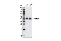 Cell Signaling Technology&nbsp;DNMT3L E1Y7Q Rabbit mAb 100