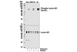 Cell Signaling Technology&nbsp;Phospho-Lamin A/C Ser22 D2B