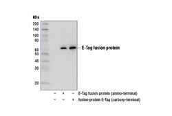 Cell Signaling Technology&nbsp;E-Tag Antibody 100 ul