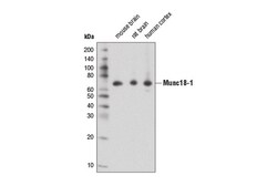 Cell Signaling Technology&nbsp;Munc18-1 D4O6V Rabbit mAb 10