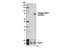Cell Signaling Technology&nbsp;Phospho-Rad17 Ser635 D6K9P