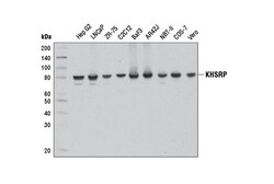 Cell Signaling Technology&nbsp;KHSRP E2E2URabbit mAb 100 u