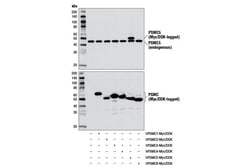 Cell Signaling Technology&nbsp;PSMC5/TRIP1 Antibody 100 ul