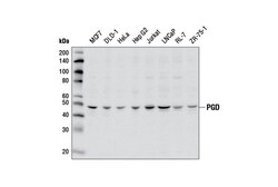 Cell Signaling Technology&nbsp;PGD Antibody 100 ul