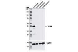 Cell Signaling Technology&nbsp;CYP3A4 D9U6N Rabbit mAb 100