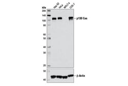 Cell Signaling Technology&nbsp;p130 Cas E1L9G Rabbit mAb 10