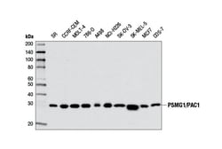 Cell Signaling Technology&nbsp;PSMG1/PAC1 Antibody 100 ul