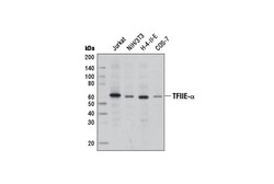 Cell Signaling Technology&nbsp;TFIIE-alpha Antibody 100 ul