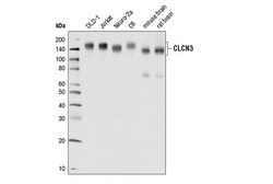 Cell Signaling Technology&nbsp;CLCN3 D8Y5Q Rabbit mAb 100 u