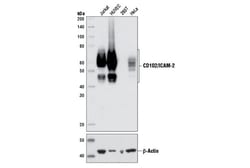 Cell Signaling Technology&nbsp;CD102/ICAM-2 D7P2Q Rabbit mA