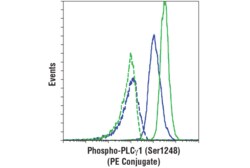 Cell Signaling Technology&nbsp;Phospho-PLC-gamma-1 Ser1248