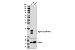 Cell Signaling Technology&nbsp;Myelin Basic Protein 2H9 Mou