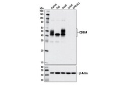 Cell Signaling Technology&nbsp;CD79A D1X5C XPR Rabbit mAb