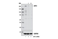 Cell Signaling Technology&nbsp;APC1 D1E9D Rabbit mAb 100 ul
