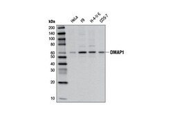 Cell Signaling Technology&nbsp;DMAP1 Antibody 100 ul